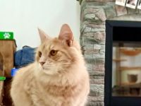 Музей кошек «Мурчелло»