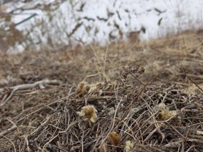 Фотофакт: в Якутии появились первые подснежники