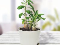 Набор для выращивания "Тысяча листьев премиум", "Адениум"