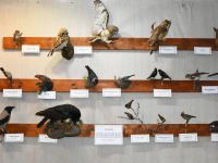 Отдел природы Костромского музея-заповедника