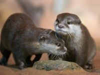 Санкт-Петербургский океанариум