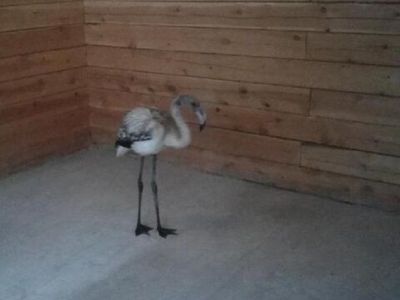 Найденного в Якутии фламинго назвали Марха