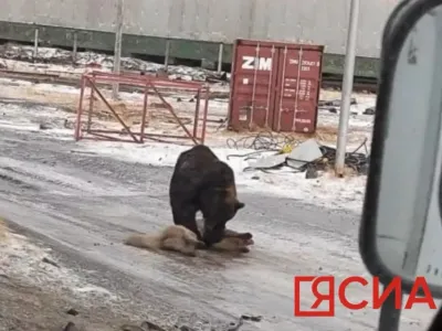 В Булунском районе Якутии бурый медведь загрыз собаку