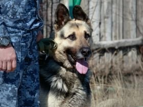 В исправительной колонии Якутии прошли тренировки служебных собак