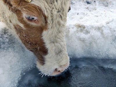 Фермер из Чурапчинского улуса не получил субсидию на дойную корову