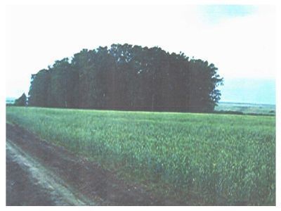 Священная роща
