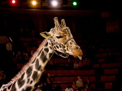 Билеты на Жираф шоу (Цирк) / Событие | Афиша | ИнфоТаймс