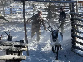 В тундровой зоне Якутии завершили весеннюю корализацию оленей
