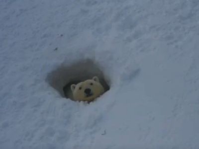 В заповеднике «Медвежьи острова» было обнаружено 26 родовых берлог