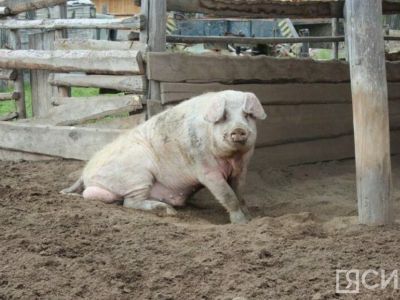 Новый свиноводческий комплекс построят в Якутии