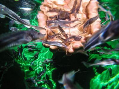 Нефтяники подвели итоги сезона зарыбления / ЯСИА   