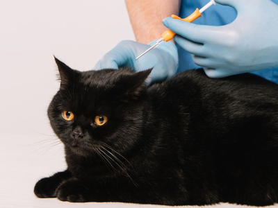 В России может появиться налоговый вычет за лечение животных