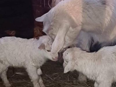 Еще одна двойня: коза родила двух козлят в Момском районе