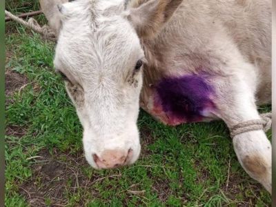 Якутские ветеринары спасли теленка с деревянным колом в груди