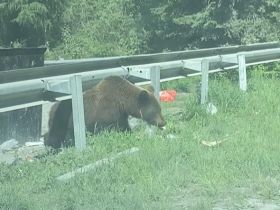 Фото: медведица с медвежатами выпрашивают у проезжающих еду на Колымской трассе