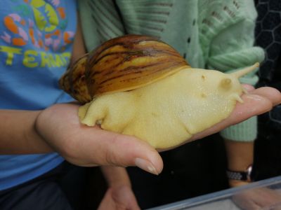 Билеты на Гастротур на улиточную ферму (Парковка отеля «Восток») / Экскурсия | Афиша | ИнфоТаймс