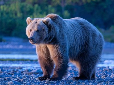 В Ленске второй раз с начала недели заметили медведя