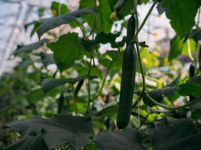 С зарегистрированных теплиц и хозпостроек взимается налог