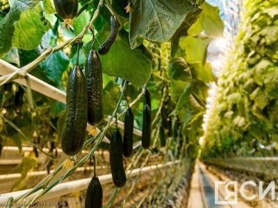 Тепличный комплекс «Саюри» поставляет продукцию без сбоев