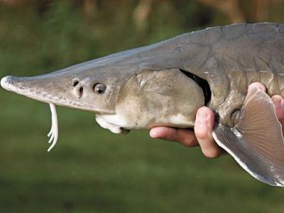 В Якутии браконьеры наловили осетра на 1,1 млн рублей