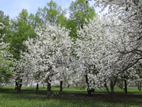 Дом-музей В. И. Ленина