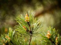 Парк «Городской лес»