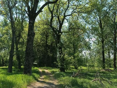 Усадебный парк