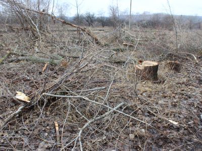 Фрагменты плодового сада