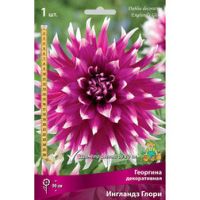 Георгина декоративная Ингландз Глори (1 шт.)
