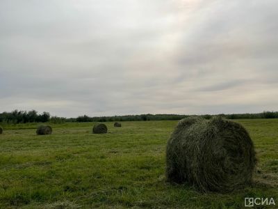 В Якутии заготовлено более 13 000 тонн сена