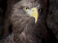 Зоосад «Приамурский» им. В. П. Сысоева