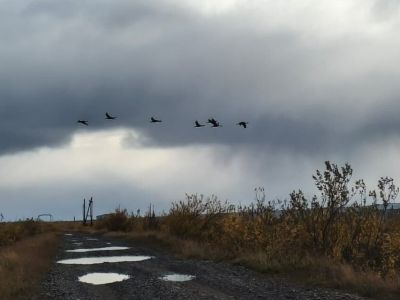 Журавли готовятся к отлету в нацпарке «Кыталык»