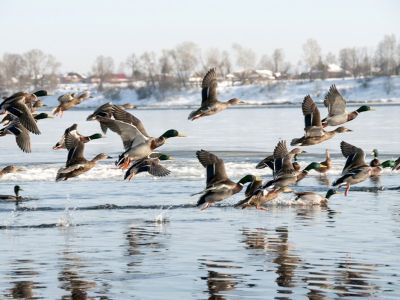 Объявлены сроки весенней охоты в Якутии
