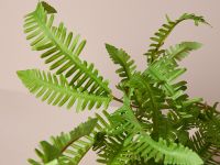Ветвь Fern