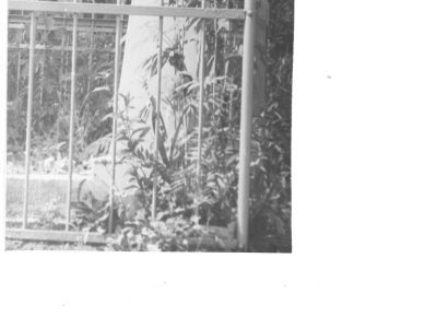 Братская могила жителей деревни Афонасово, казненных гитлеровцами 22 июня 1942 г. Деревня уничтожена