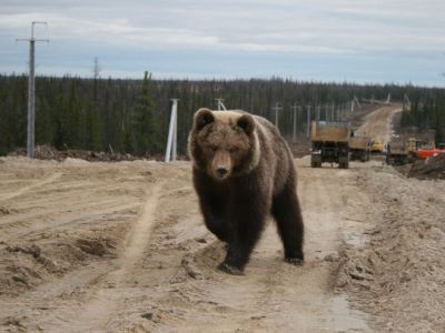 Для защиты от медведей будут созданы оперативные группы