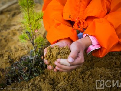 В Якутии восстановят леса на 158 000 гектарах