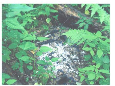 Священная роща