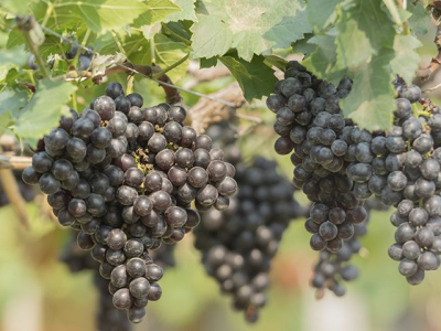 Всероссийская акция «Дни российских вин»