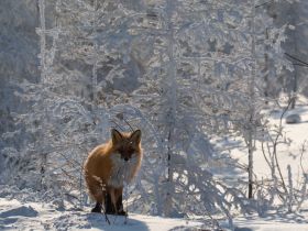 Автотур "Колыма". Маршрут: Якутск - Оймякон - Магадан