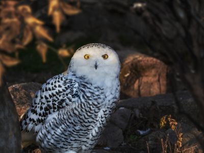 Билеты на Экспозиция животных зоопарка (Зоопарк) / Выставка | Афиша | ИнфоТаймс