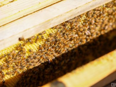 Молодой пчеловод рассказал, как создать пасеку в Якутии и насколько это выгодно