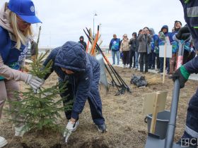 «Символ жизни»: 100 деревьев посадили на территории Онкоцентра Якутии