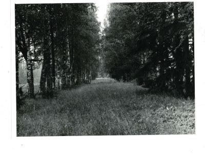 Усадьба Н.И. Бобрикова. Парк