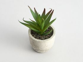 Суккулент Terni II