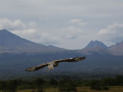 Первый русский соколиный центр откроется на Камчатке
