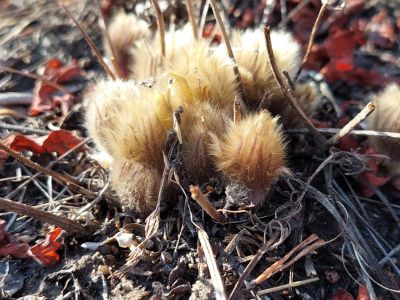 Ученый объяснил, по какой причине в Якутии могут раньше времени зацвести подснежники