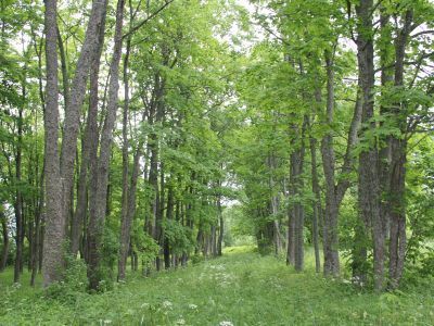 Усадебный парк