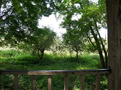 Молодой сад