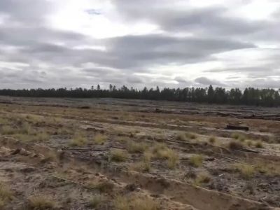 Лесовосстановление АЛРОСА: более 350 тысяч сеянцев сосны высадили в Олекминске в этом году